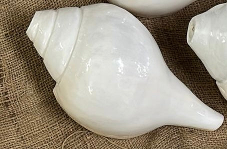 Natural White Conch Shell - 4.5'' Sacred Shankh for Home Decor & Rituals